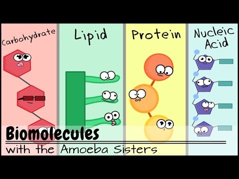 Biomolecules (Older Video 2016)