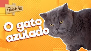 CONHEÇA O BRITISH SHORTHAIR, O GATO CHESHIRE DA VIDA REAL! | Guia de Pets
