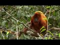 Red Howler Monkeys | Expedition Guyana | BBC Earth