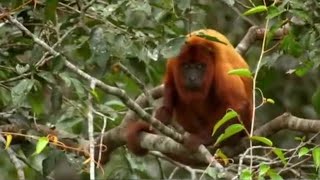 Red howler monkeys | Expedition Guyana | BBC