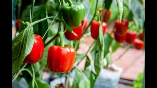 Pepper diseases : identify and treat powdery mildew on pepper/ chilli plant
