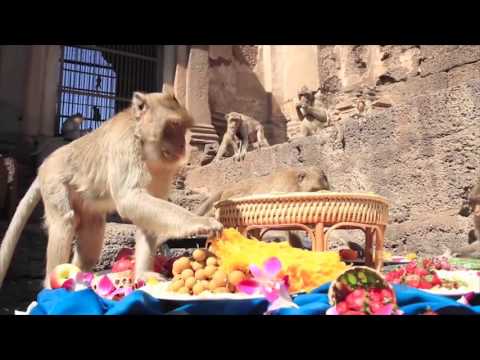 Feed monkeys, get lucky