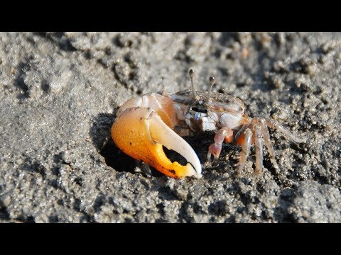 水陸之間-大鵬灣濕地及小琉球潮間帶