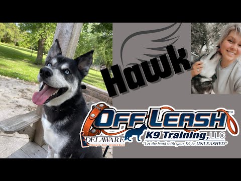 1 Year Old Husky Mix (Hawk) | Best Delaware Dog Trainers | Off Leash K9 Training Delaware