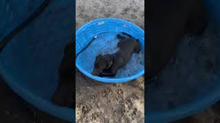 Video preview image #1 Catahoula Leopard Dog-Unknown Mix Puppy For Sale in Sanford, FL, USA