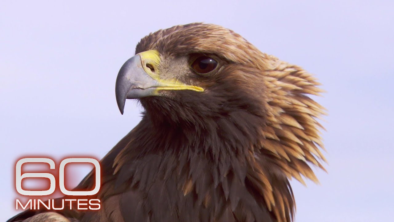 Fly Like An Eagle | 60 Minutes Archive