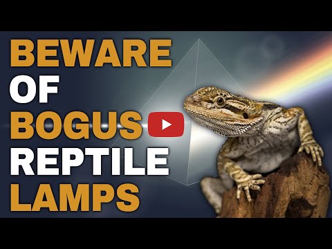 Where to find the best UVB lamps for reptiles