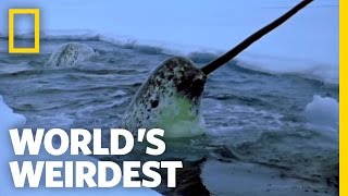 Narwhals | World's Weirdest