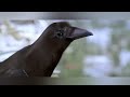SARVAM BGM