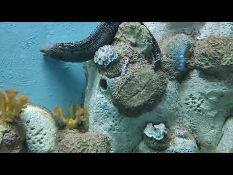 Saiyaara Title Song | Ahaan Panday, Aneet Padda | Tanishk Bagchi, Faheem A, Arslan N | Irshad Kamil