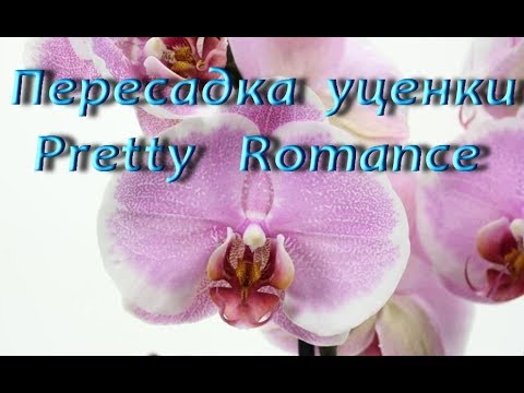 Пересадка ОРХИДЕИ-УЦЕНКИ Pretty Romance