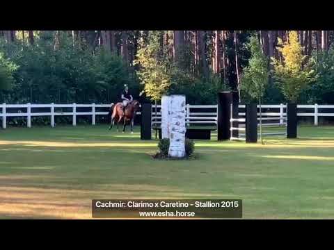 Cashmir: Clarimo x Caretino