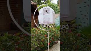 CURIO KAIAPO