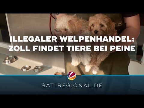 Illegaler Welpenhandel: Zoll findet neun Tiere in Transporter auf Rasthof bei Peine