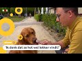 Honden smullen van honden-ijsjes