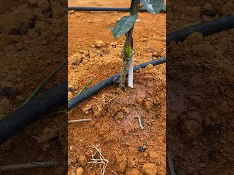 Irrigação por gotejamento no citros
