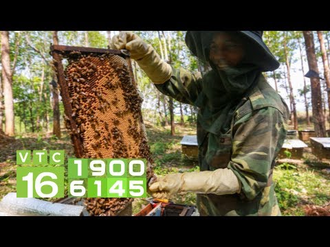 , title : 'Cách nuôi ong mật siêu dễ, lợi nhuận khủng | VTC16'