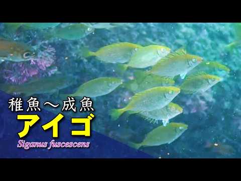 アイゴ