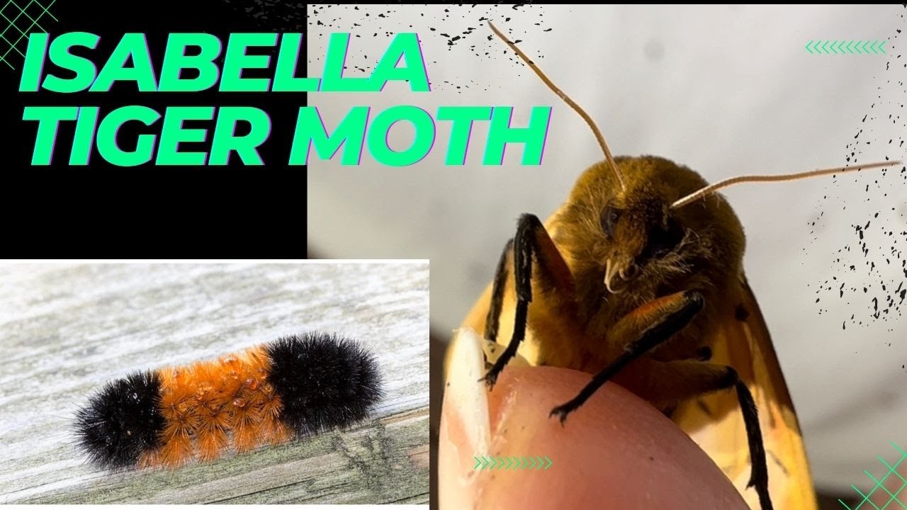 The Isabella Tiger Moth, adult form of the wooly-bear caterpillar