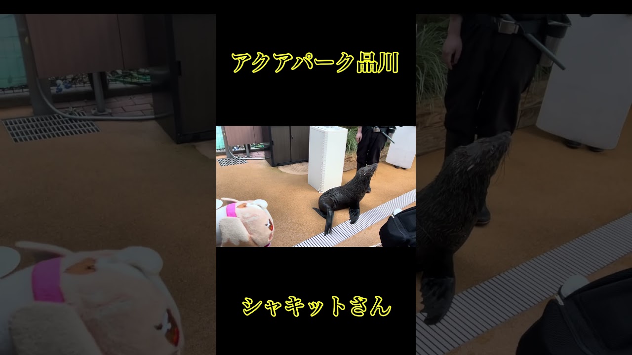 アクアパークのシャキットさん#しながわ水族館