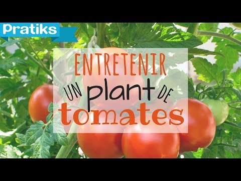 comment traiter le mildiou sur les tomates