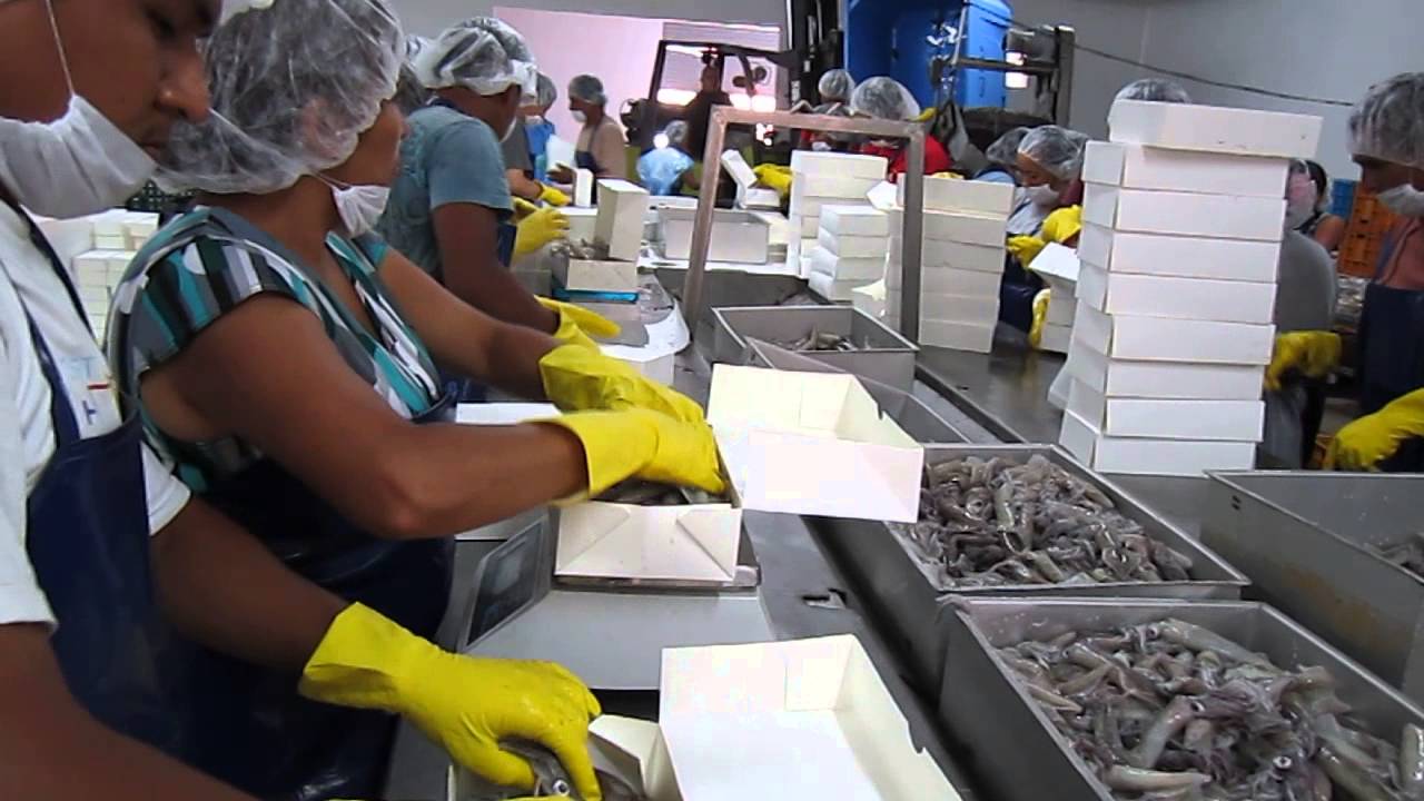 Calamar Loligo empaque