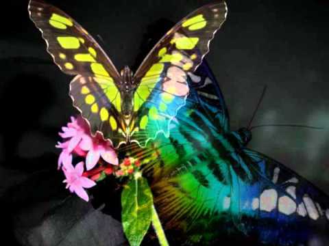 Sonata Virtual - Lepidoptera