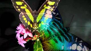 Sonata Virtual - Lepidoptera