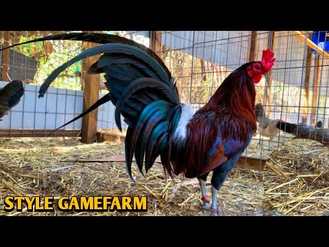 Brownred Albany Kelso - STYLE FARM