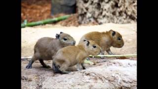 Negativland - It Makes Your Advertizing Dreams Come True - True False Tour 2000