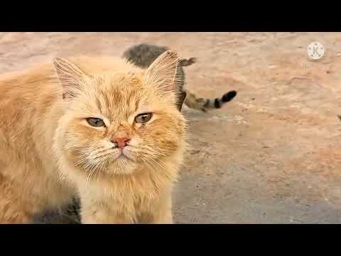 #Baby cats-Cute and funny cat videos compilation