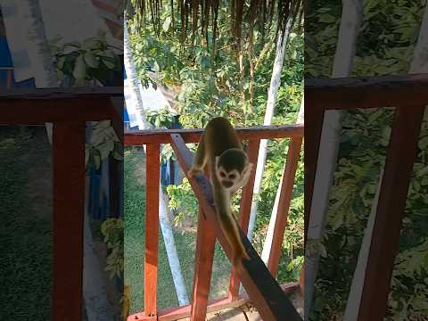 Puerto Nariño #amazonas #leticia #colombia #puertonariño #selva #aventura #adventure #travel #wild