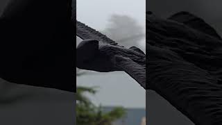 3d printed pelican wall hanger prototype! #3dprinting #pelicans #creating #prusaxl  #jurassicpark