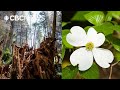 B C S Best Symbol Dogwood Vs Red Cedar