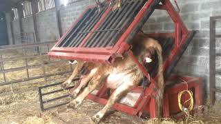 Livestock handling crates - Farmer innovation