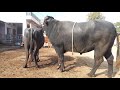 Successful Buffalo Meeting New Latest 2021 Dhamakedar Video