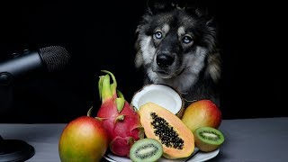 ASMR Dog Reviewing Exotic Fruits!