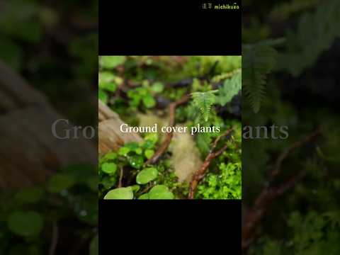 踏みつけに強い地被植物：多年草地被植物ベスト３  庭園