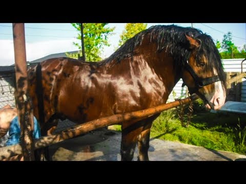 Cele mai tari poze cu cai grei, caii d-lui Mircea din Satu Mare