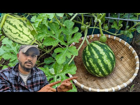#1 Mistake when growing Watermelon ! 🍉 #watermelon #garden #gardening