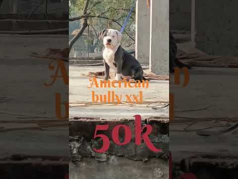 American bully lover #pitbulldog #americanbully #trending #trending #tauseef #tauseef #tauseef