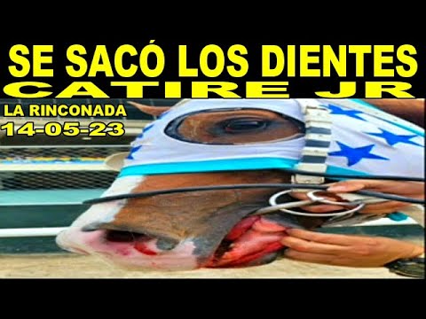 El caballo CATIRE JR. se sacó los dientes ayer 14-05-23 , del golpe que se dio ./ LA RINCONADA