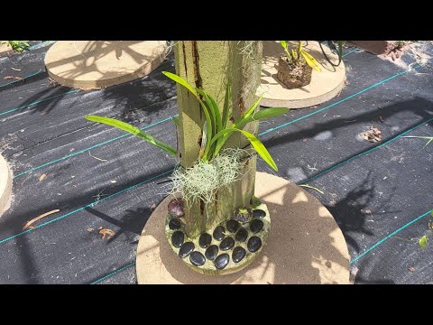 SUNDAY ORCHID PROJECT. July 30, 2023