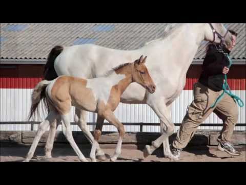 Foal training