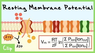 Goldman Equation And The Resting Membrane Potential Explained
