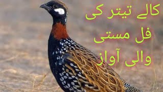 Download lagu Kaly tetar ki full masti wali voice 🥰 kaly tetar KO bolway ga 💯..... mp3
