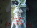 Biblical Proof of Asherah Inanna Ishtar?