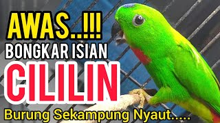 Download lagu PANCINGAN SERINDIT SUARA FULL CILILIN BIKIN SEMUA BURUNG SEKAMPUNG NYAUT mp3