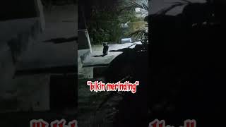 Download lagu penampakan seekor kucing didepan rumah #kucing #shortvideo mp3