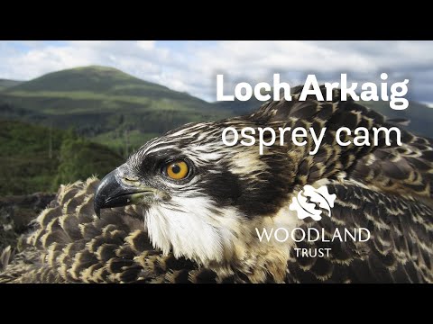 Female osprey shelters three chicks from rain - Loch Arkaig Osprey Cam (2020)